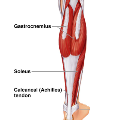 calf
